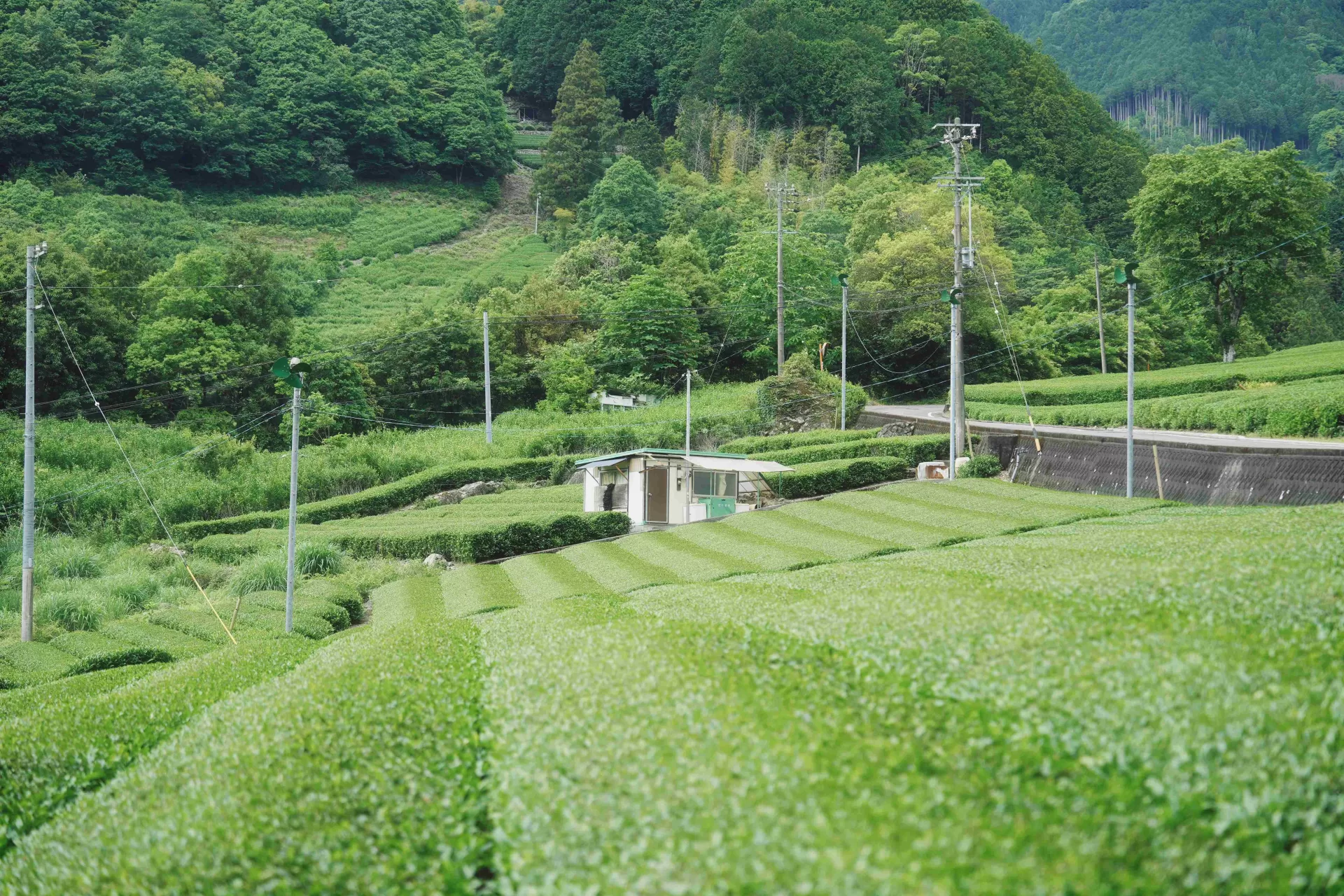 Premium Matcha